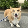短足コーギー