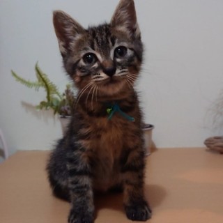 ビビりな甘えん坊♪動画あります☆