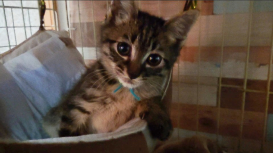 ビビりな甘えん坊♪動画あります☆ サムネイル2