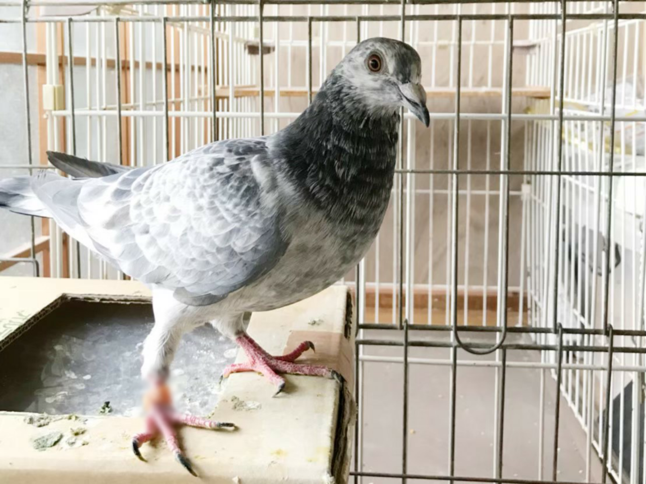 かわいい甘えん坊な鳩のポ 奈良県 鳥の里親募集 2917 ペットのおうち 月間利用者150万人