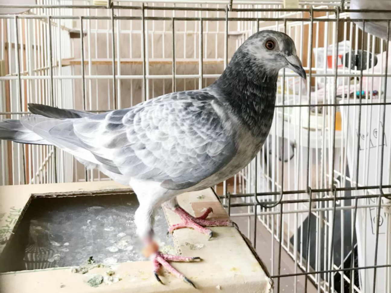 かわいい甘えん坊な鳩のポ 奈良県 鳥の里親募集 2917 ペットのおうち 月間利用者150万人