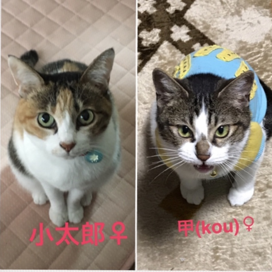 甲のカバー写真