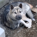 紀州犬です。可愛がってください。ワクチン追記