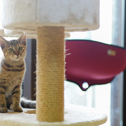 クリスマス保護猫カフェ型譲渡会 サムネイル3