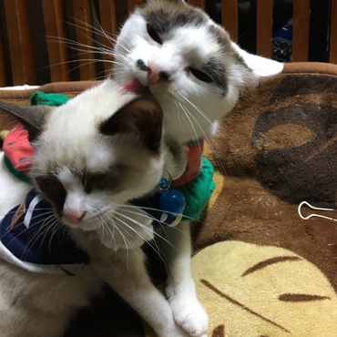 メイたんの写真