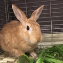 きんしろうくん（ミニウサギ）