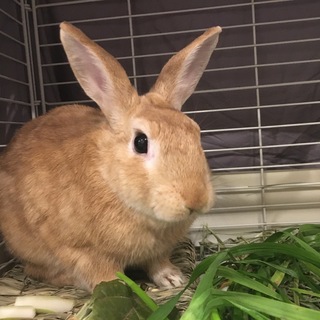 きんしろうくん（ミニウサギ）