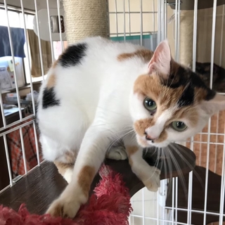 和風美人★グリーンアイと綺麗な三毛柄のゴマちゃん