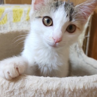 可愛い三毛子猫