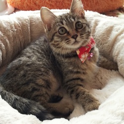 11月30日　12月1日　藤井寺保護猫譲渡会 サムネイル2