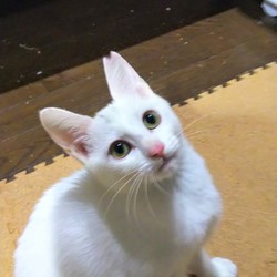 11月30日　12月1日　藤井寺保護猫譲渡会 サムネイル3