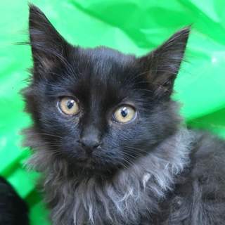 黒猫れい君里親さん募集