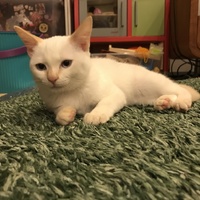 モモ
