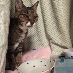 「急変！悪夢再び！！追記あり」サムネイル3