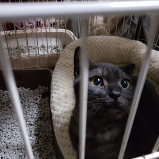 センター引き出し、ブラックスモークの男の子