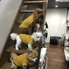 モジョモジョ