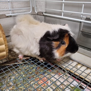 アビシニアンモルモット1歳4ヶ月　2匹