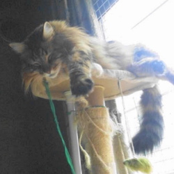 「ナキウサギっておいしいの？」サムネイル2