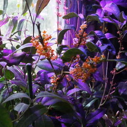 「ナキウサギっておいしいの？」サムネイル3