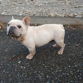 フレンチ男の子