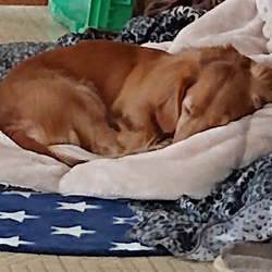 午後の紅茶（赤ラベル）(〃艸〃)ﾑﾌﾌ