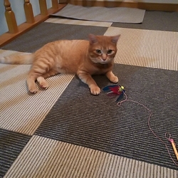 わがままちゃたろう‼️