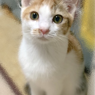 猫飼い初心者の方でも大丈夫なおっとり姉妹です