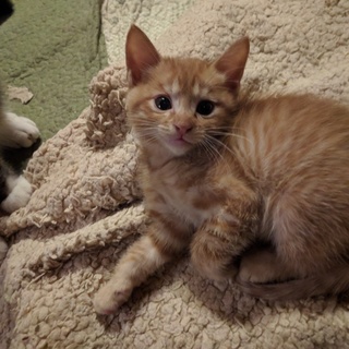 甘えん坊の茶トラ