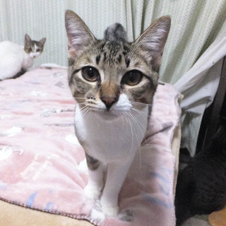 あらたくん♪多頭飼育の子猫です！！
