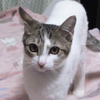 ひなちゃん♪多頭飼育の子猫です！！