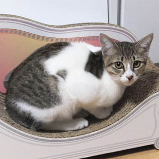 たいちくん♪多頭飼育の子猫です！！