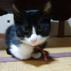 「ぐーたん　幸せいっぱい❤」サムネイル2