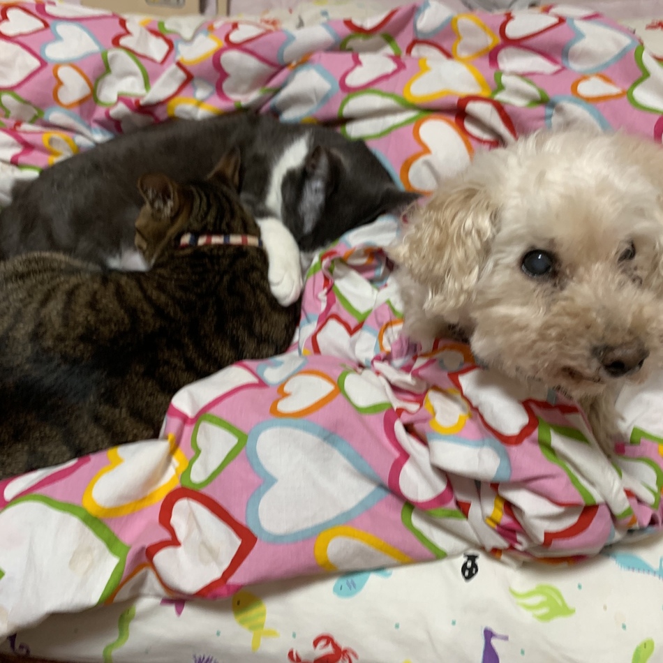 おーちゃんのカバー写真