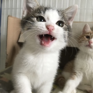 【里親さま決定】２ヶ月半♡白キジ、はちわれ、茶白