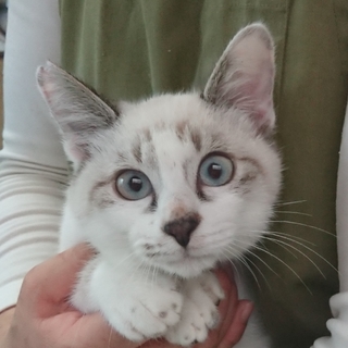 元気一杯！可愛いラグミックスの男の子