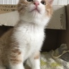 【里親さま決定】２ヶ月半♡白キジ、はちわれ、茶白 サムネイル7