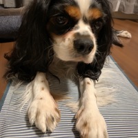 ベル
