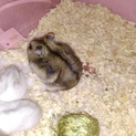 ジャンガリアンハムスターの里親