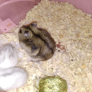 ジャンガリアンハムスターの里親