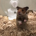 ゴールデンハムスターの子ども