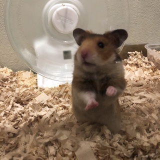 ゴールデンハムスターの子ども