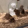 ゴールデンハムスターの子ども サムネイル4