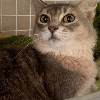 ずっとのお家を募集中