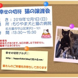 12月1日もりやま犬と猫の病院　保護猫譲渡会
