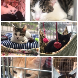 12月1日もりやま犬と猫の病院　保護猫譲渡会 サムネイル2