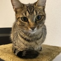 4ヶ月の甘えん坊の莉愛ちゃんの里親募集