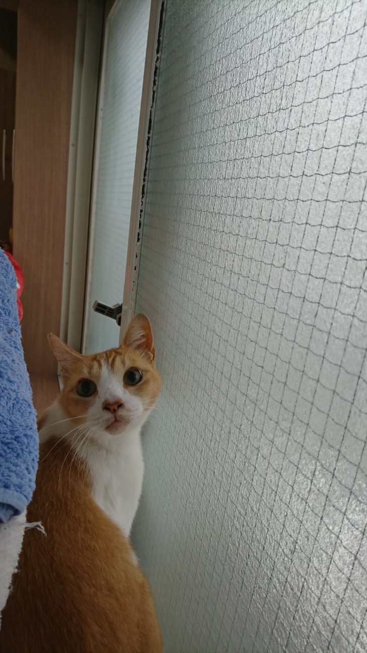 冬の猫 捨てられた猫 大 みたか123のイベント ペットのおうち 月間利用者150万人