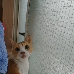 冬の猫 捨てられた猫、大人の猫、子猫特集