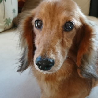 穏やかで優しい性格☆お利口さんのむろとくん