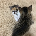 急募！子猫ちゃん里親さん募集！！